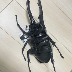 ヘラクレスオオカブトの画像