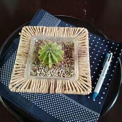 サボテン②の画像