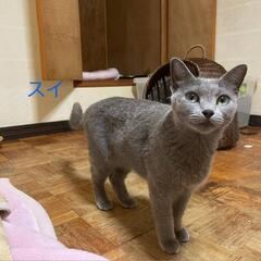 ロシアンブルー♀