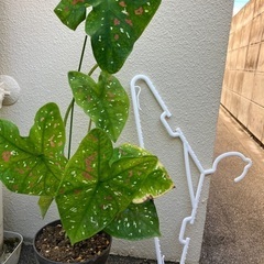 🪴カラジューム 鉢植の画像