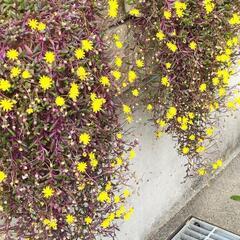 ルビーネックレス🌱💛決まりましたの画像