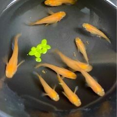 楊貴妃半ダルマ🧡10匹　めだか　めだかの画像