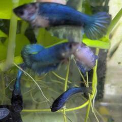 熱帯魚 ベタの画像