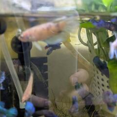熱帯魚 ベタの画像