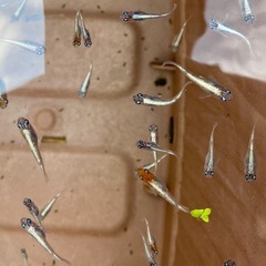 LU-04 　3色ラメ体外光💡若魚12匹　メダカ　めだかの画像