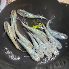 サボテン🌵　10匹　めだか　メダカの画像