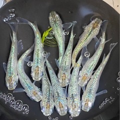 サボテン🌵　10匹　めだか　メダカの画像