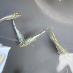 サボテン🌵　10匹　めだか　メダカの画像
