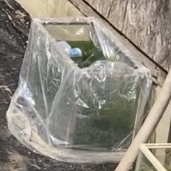 水槽　３個　〇円です　メダカ5匹付きwの画像