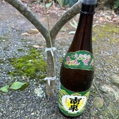 プルメリア　①の画像