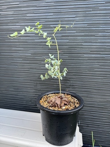 亀甲竜　塊根植物