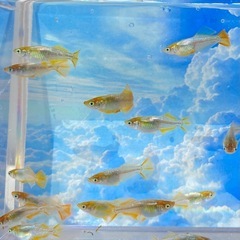 銀杏(イチョウ)✨10匹　めだか　メダカの画像