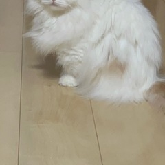 短足　マンチカン　メス　避妊手術済　ダイリュートキャリコ　…