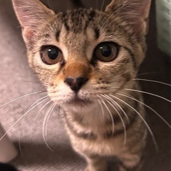 穏やか♡アッシュなキジトラ柄🤎【里親様決定】