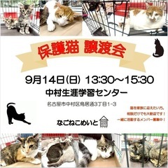 名古屋市 保護猫譲渡会