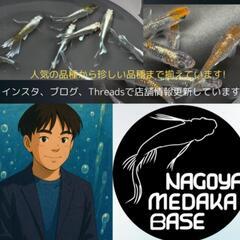 大型発泡スチ容器各種‼️♢名古屋改良メダカ直売所♢店頭無料配布‼️♢の画像