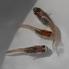 改良メダカミックス4匹の画像