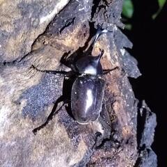※お話中※　カブトムシ ペア ③の画像