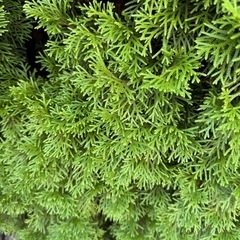 ニオイヒバ、コノテガシワの画像