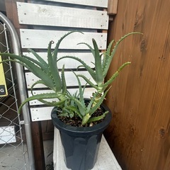 最近流行ってきてるアロエ2個　の画像