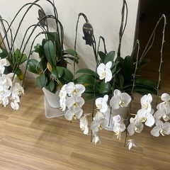 胡蝶蘭の植木鉢の画像