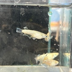 メダカ　飛輪の画像