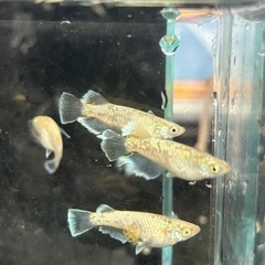 メダカ　飛輪の画像
