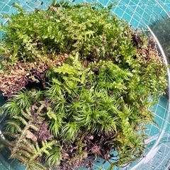 苔リウム用　コケセット　の画像