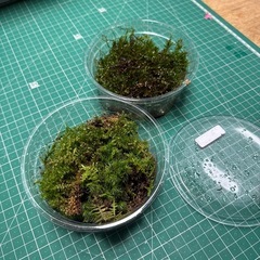 苔リウム用　コケセット　の画像