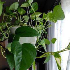 観葉植物🪴ポトスの画像