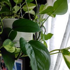 観葉植物🪴ポトスの画像
