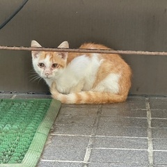 子猫！