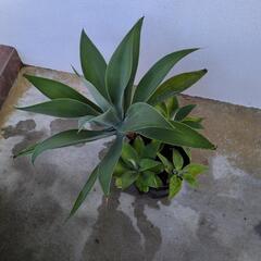 アガペの画像