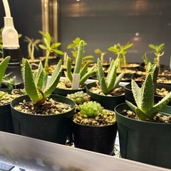 【残り5点】【20%オフ　7/17】【20%オフ　6/15】【5/23 20％オフ】アロエラモシシマ　アロイデンドロン　アロエ　観葉植物　塊根植物　　ビザールプランツ　レアプランツの画像