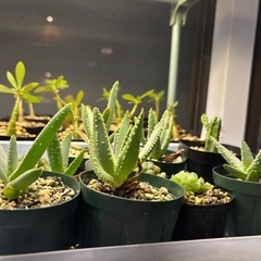 【残り5点】【20%オフ　7/17】【20%オフ　6/15】【5/23 20％オフ】アロエラモシシマ　アロイデンドロン　アロエ　観葉植物　塊根植物　　ビザールプランツ　レアプランツの画像