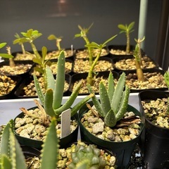 【残り5点】【20%オフ　7/17】【20%オフ　6/15】【5/23 20％オフ】アロエラモシシマ　アロイデンドロン　アロエ　観葉植物　塊根植物　　ビザールプランツ　レアプランツの画像