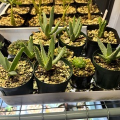 【残り5点】【20%オフ　7/17】【20%オフ　6/15】【5/23 20％オフ】アロエラモシシマ　アロイデンドロン　アロエ　観葉植物　塊根植物　　ビザールプランツ　レアプランツの画像