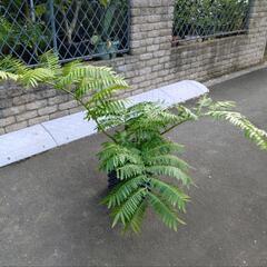 ナンヨウリュウビンタイ　観葉植物　塊根植物の画像