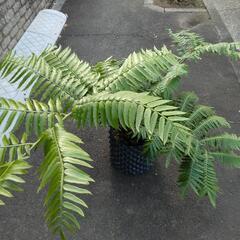 ナンヨウリュウビンタイ　観葉植物　塊根植物の画像