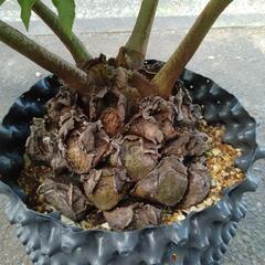 ナンヨウリュウビンタイ　観葉植物　塊根植物の画像