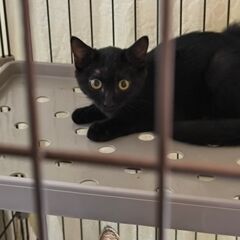 黒猫の子猫ちゃん。まだ少し人見知りだけど、優しく見守ってくれる家...