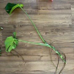 モンステラ　挿木の画像