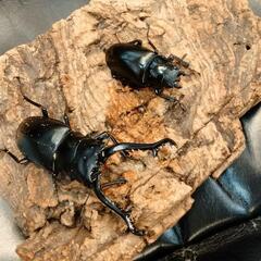 赤字覚悟‼️カブトクワガタくじの画像