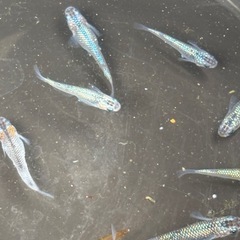 メダカサファイア3匹の画像