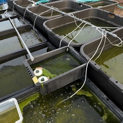メダカサファイア3匹の画像