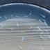 ランキングキーワードに紐づく投稿画像-メダカ