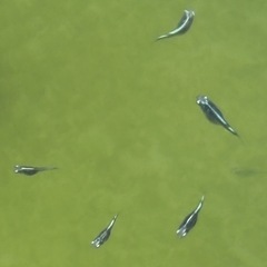 メダカ墨武ボブ1ペアの画像