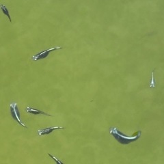 メダカ墨武ボブ1ペアの画像