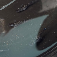 メダカクラウドグレーダイア1ペアの画像