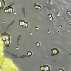 メダカクラウドグレーダイア1ペアの画像